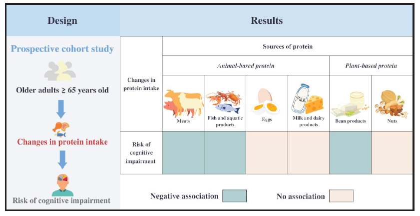 Protein Intake in Older Adults