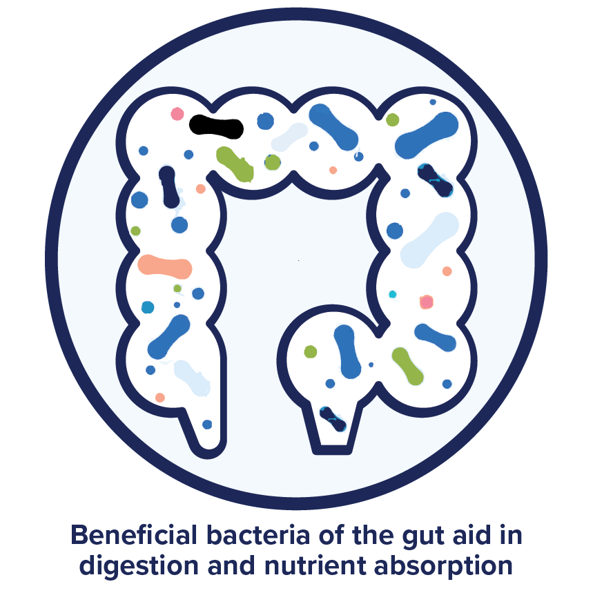 Beneficial bacteria of the gut