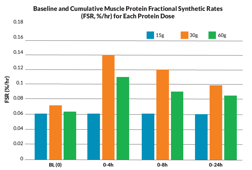 Baseline and Cumulative Muscle Protein Fractional Synthetic Rates